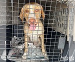 Small #2 Labrador Retriever Mix