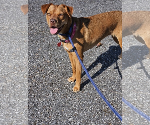 Medium Photo #2 Mutt Puppy For Sale in Calhoun, GA, USA