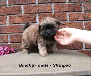 Shih-Poo Puppy for sale in CLARKRANGE, TN, USA