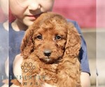 Small #4 Goldendoodle (Miniature)