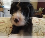Puppy Ichibon Sheepadoodle