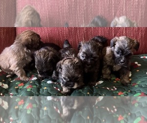 Yorkshire Terrier Litter for sale in STATESBORO, GA, USA