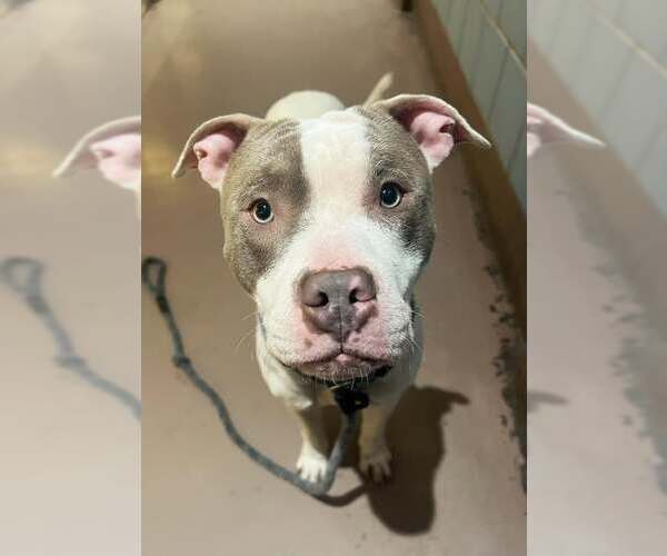Medium Photo #7 American Pit Bull Terrier-Unknown Mix Puppy For Sale in Crete, IL, USA
