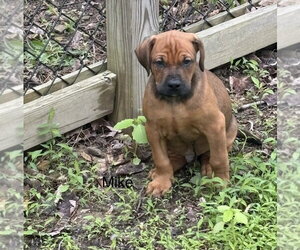 Bulldog-Doberman Pinscher Mix Dogs for adoption in Springdale, PA, USA
