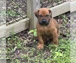 Small Bulldog-Doberman Pinscher Mix