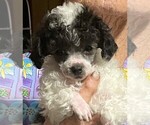Small Photo #1 Poodle (Toy) Puppy For Sale in BROWNSVILLE, KY, USA