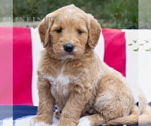 Goldendoodle Puppy for sale in GAP, PA, USA