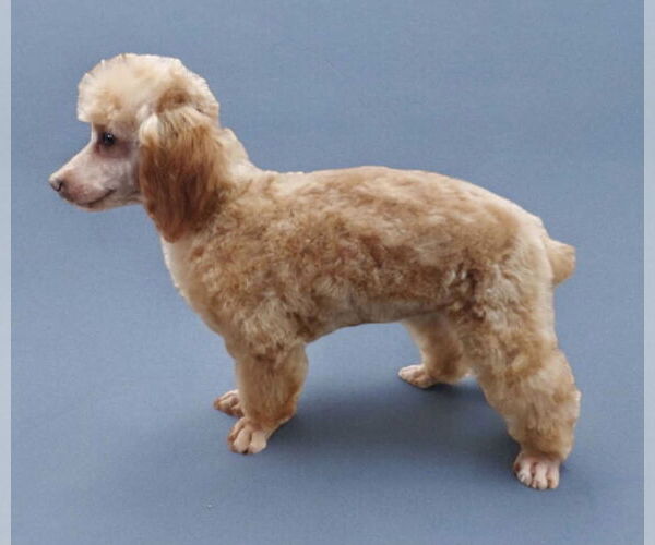 Medium Photo #1 Poodle (Miniature) Puppy For Sale in Lincolnwood, IL, USA