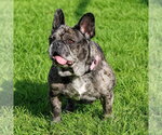 Small #10 French Bulldog Mix