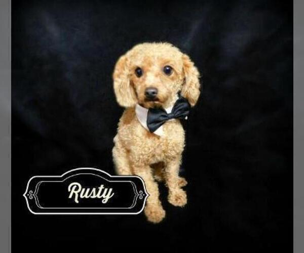 Medium Photo #1 Poodle (Toy) Puppy For Sale in WARRENSBURG, MO, USA