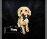 Small Photo #1 Poodle (Toy) Puppy For Sale in WARRENSBURG, MO, USA