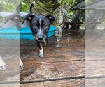 Small #1 Mutt