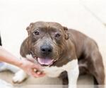 Small #1 American Staffordshire Terrier