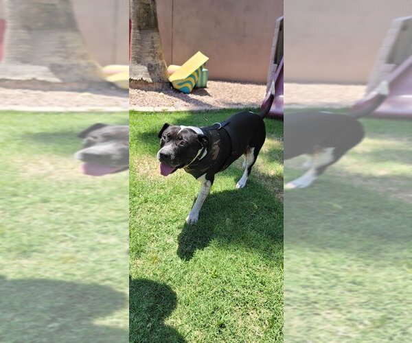 Medium Photo #8 American Bulldog-Unknown Mix Puppy For Sale in Chandler, AZ, USA