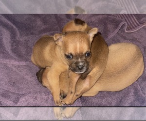 Chihuahua Puppy for Sale in MAUMEE, Ohio USA