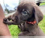 Small Photo #15 Labrador Retriever Puppy For Sale in MARYVILLE, TN, USA