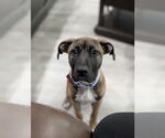 Small #3 Mastiff Mix