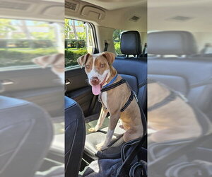 TANGO - Male Mutt Dog for Adoption - Photo #3