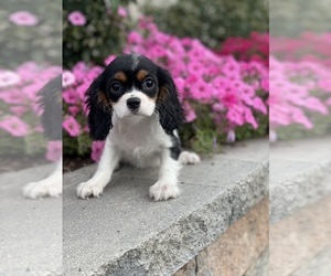 Cavalier King Charles Spaniel Puppy for Sale in CANOGA, New York USA