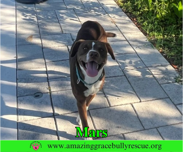 Medium Photo #4 Mutt Puppy For Sale in Milton, FL, USA