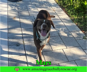 Mars - Female Mutt Dog for Adoption - Photo #4