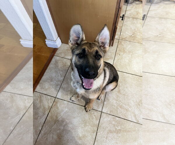 Medium Photo #2 German Shepherd Dog-Unknown Mix Puppy For Sale in Dana Point, CA, USA