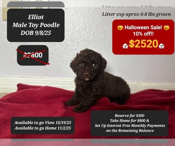Medium Photo #5 Poodle (Toy) Puppy For Sale in TUCSON, AZ, USA