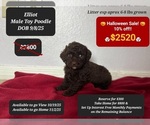 Small #4 Poodle (Toy)