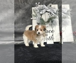 Puppy 2 Poovanese