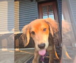 Small #3 Coonhound-Golden Retriever Mix