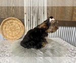 Molly - Female Yorkshire Terrier Puppy for Sale - Photo #11