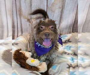McGruff - Male Mutt Dog for Adoption - Photo #2