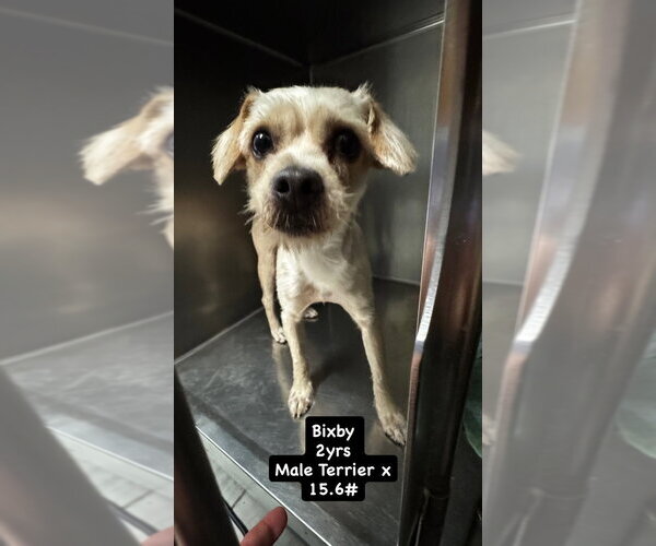 Medium Photo #1 Mutt Puppy For Sale in San Diego , CA, USA