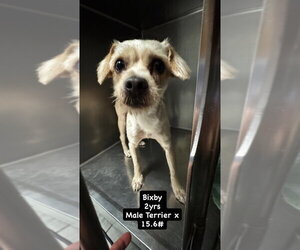Mutt Dogs for adoption in San Diego , CA, USA