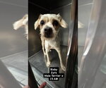 Bixby - Male Mutt Dog for Adoption - Small photo