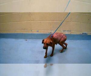 Mutt Dogs for adoption in Tulsa, OK, USA