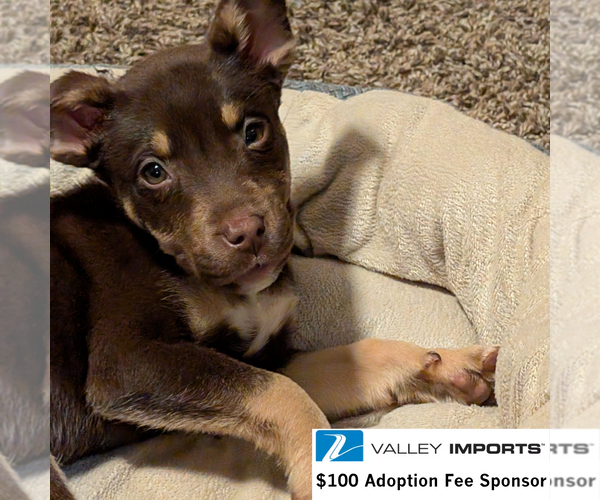 Medium Photo #1 Siberian Husky-Unknown Mix Puppy For Sale in Fargo, ND, USA