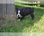 Small Photo #4 Boston Terrier Puppy For Sale in GREENWOOD, WI, USA