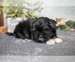 Small Photo #4 Havanese Puppy For Sale in CLARE, MI, USA