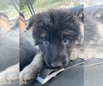 Small Photo #7 German Shepherd Dog Puppy For Sale in BOERNE, TX, USA