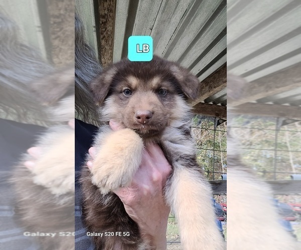 Medium Photo #5 German Shepherd Dog Puppy For Sale in SCOTTSVILLE, KY, USA