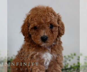 Cavapoo Puppy for sale in LITITZ, PA, USA