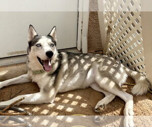 Skye - Female Siberian Husky Dog for Adoption - Photo #3