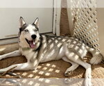 Small Photo #3 Siberian Husky Puppy For Sale in Cedar Crest, NM, USA