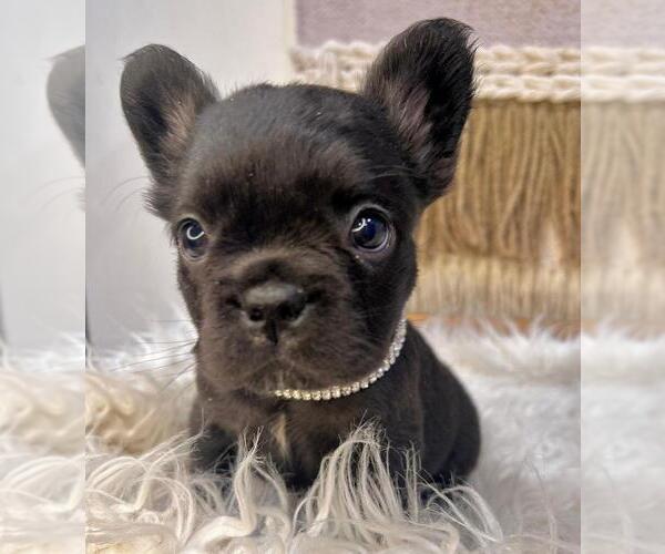Medium Photo #1 French Bulldog Puppy For Sale in DANBURY, CT, USA