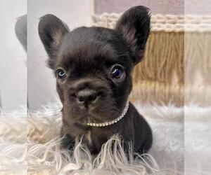 French Bulldog Puppy for sale in DANBURY, CT, USA