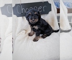 Small Photo #2 Bernedoodle Puppy For Sale in NORTH VERNON, IN, USA