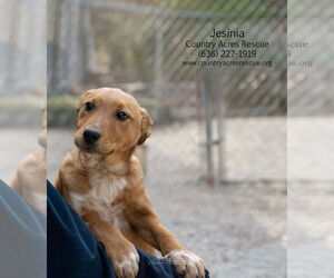 Mutt Dogs for adoption in Manchester, MO, USA