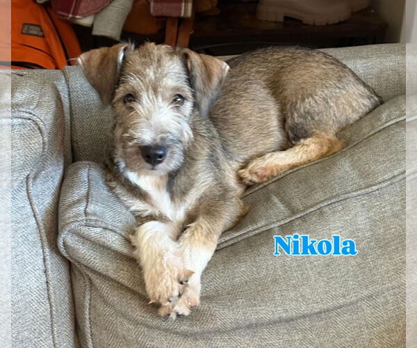 Medium Photo #1 Jack Russell Terrier-Unknown Mix Puppy For Sale in Virginia Beach, VA, USA