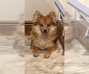 Pomeranian Puppy for sale in CANOGA, NY, USA